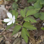 Wood anemone